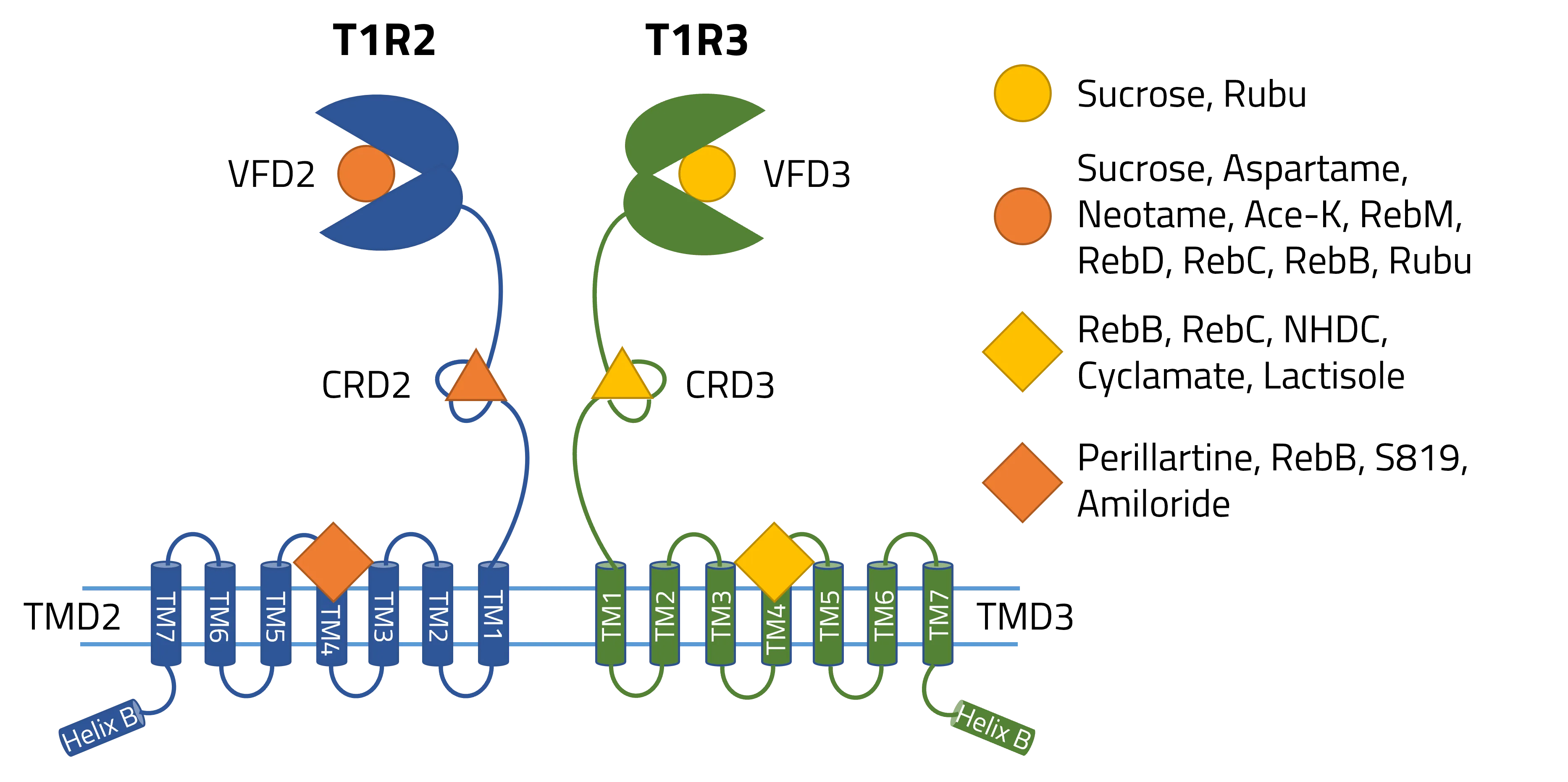 Schematic of human heterodimeric sweet taste receptor Schematic of human heterodimeric sweet taste receptor T1R2 and T1R3